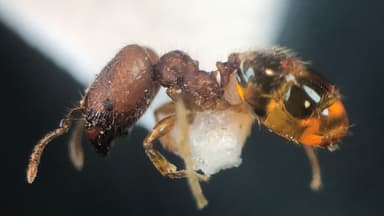 Pheidole dentigula photo 41