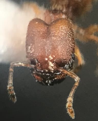 Pheidole dentigula photo 42