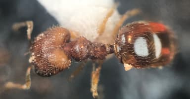 Pheidole dentigula photo 43