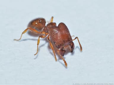 Pheidole dentigula photo 44