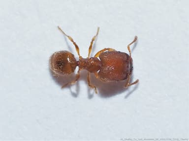 Pheidole dentigula photo 45