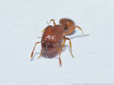 Pheidole dentigula photo 46