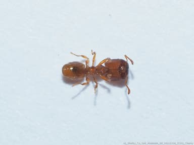 Pheidole dentigula photo 47