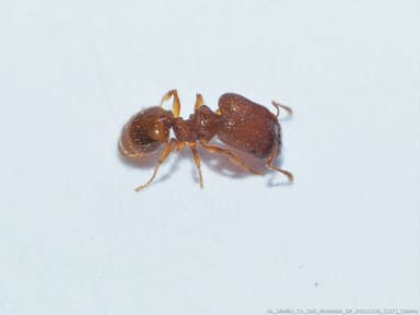 Pheidole dentigula photo 48
