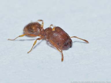 Pheidole dentigula photo 49