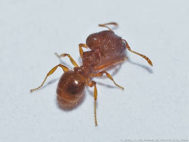 Pheidole dentigula photo 50