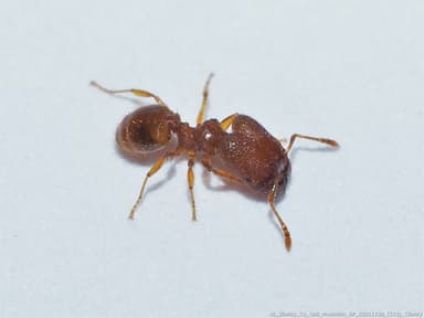 Pheidole dentigula photo 51