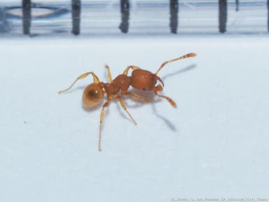 Pheidole dentigula photo 53