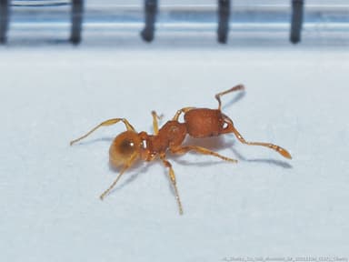 Pheidole dentigula photo 54