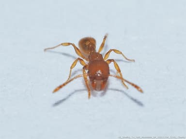 Pheidole dentigula photo 55