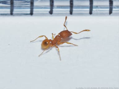Pheidole dentigula photo 56