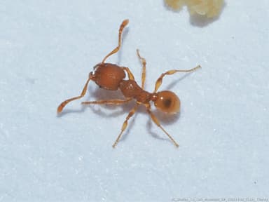 Pheidole dentigula photo 57