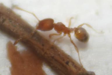 Pheidole dentigula — worker photo 58
