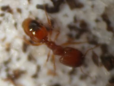 Pheidole dentigula — worker photo 59