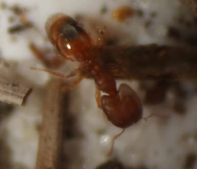Pheidole dentigula — worker photo 60