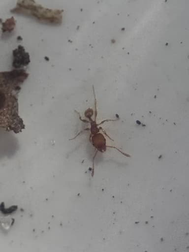 Pheidole dentigula photo 61