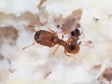 Pheidole dentigula photo 62