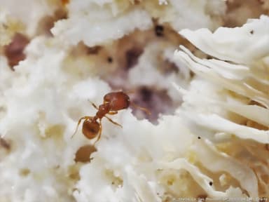 Pheidole dentigula photo 66