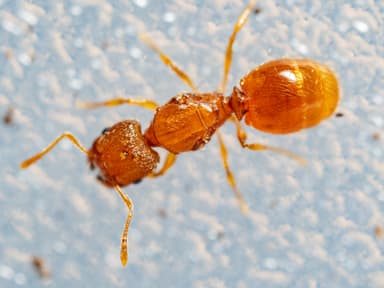 Pheidole dentigula photo 68
