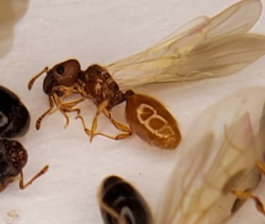 Pheidole dentigula photo 71
