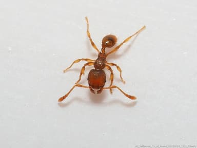 Pheidole dentigula photo 72