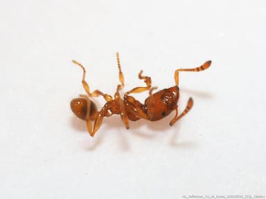 Pheidole dentigula photo 73