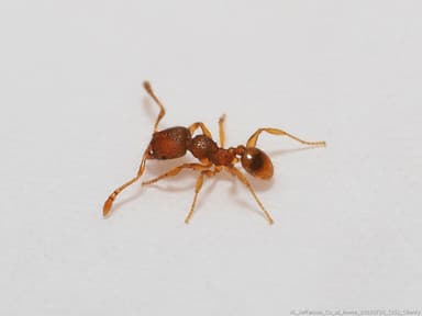 Pheidole dentigula photo 74