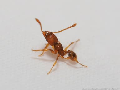 Pheidole dentigula photo 75