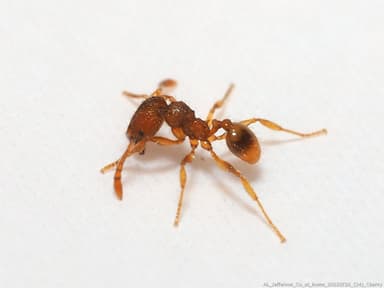 Pheidole dentigula photo 76