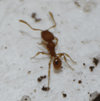 Pheidole dentigula photo 77