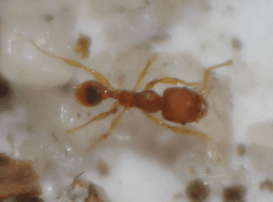 Pheidole dentigula photo 78