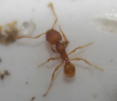 Pheidole dentigula — worker photo 80