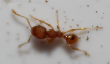 Pheidole dentigula photo 81