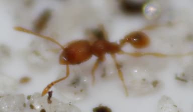 Pheidole dentigula photo 82