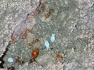 Pheidole dentigula photo 83