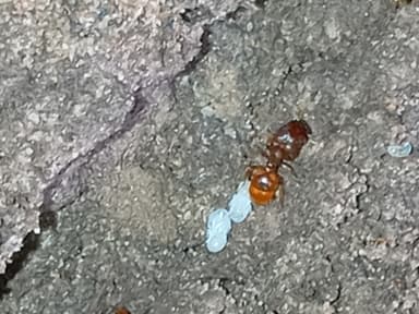 Pheidole dentigula photo 84