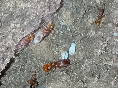 Pheidole dentigula photo 85