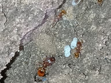 Pheidole dentigula photo 86