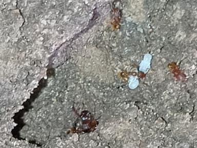 Pheidole dentigula photo 87