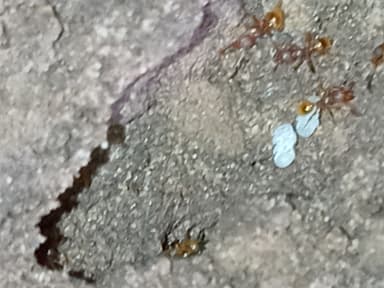 Pheidole dentigula photo 89