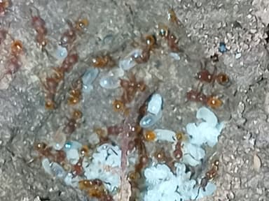 Pheidole dentigula photo 90