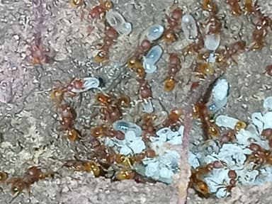 Pheidole dentigula photo 92