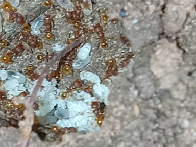 Pheidole dentigula photo 93
