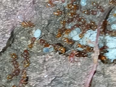 Pheidole dentigula photo 95