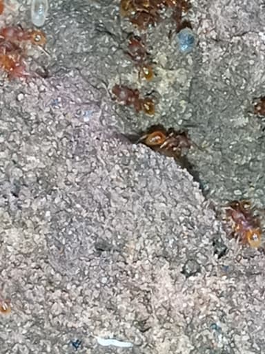 Pheidole dentigula photo 96