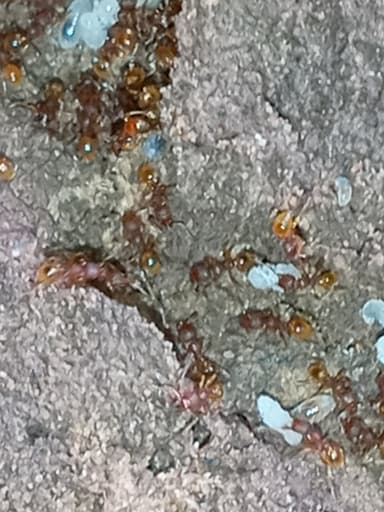 Pheidole dentigula photo 97