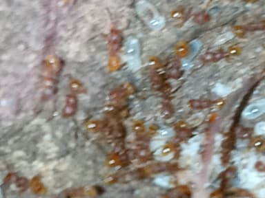 Pheidole dentigula photo 98