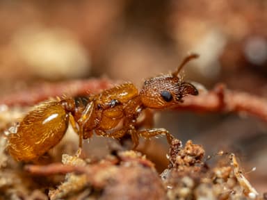 Pheidole dentigula photo 99