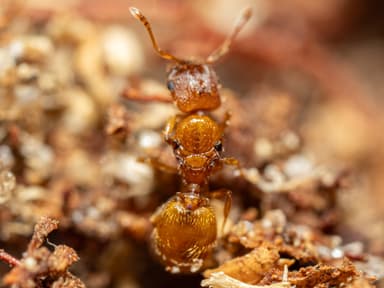 Pheidole dentigula photo 100