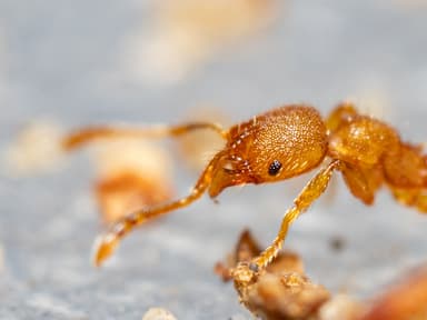 Pheidole dentigula photo 102